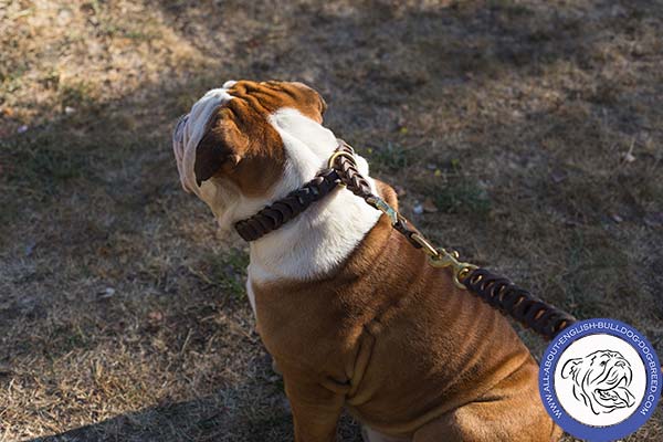 Safe Walking English Bulldog Choke Collar