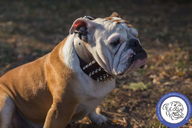 Deluxe 3 Inch Leather English Bulldog 【Collar】 with 4 Rows of Nickel