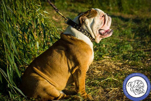 Trendy Leather English Bulldog Collar with Brass Pyramids