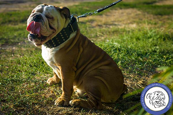 English Bulldog Collar with Spikes and Studs Set in Columns