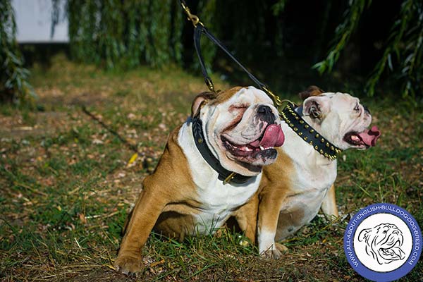 Leather English Bulldog Collar for Daily Walking