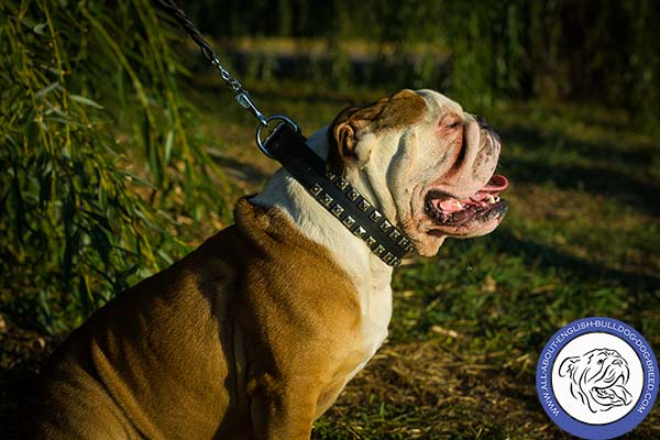 First-class English Bulldog Collar with Nickel-plated Studs