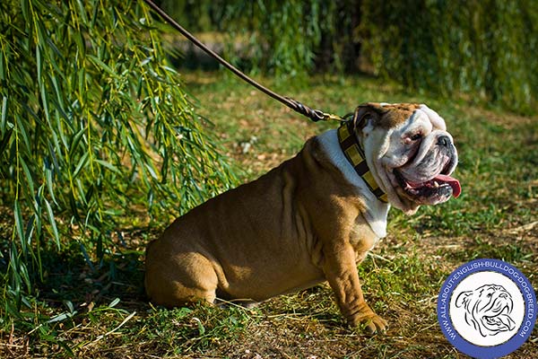 Strong Leather English Bulldog Collar with Brass Plates