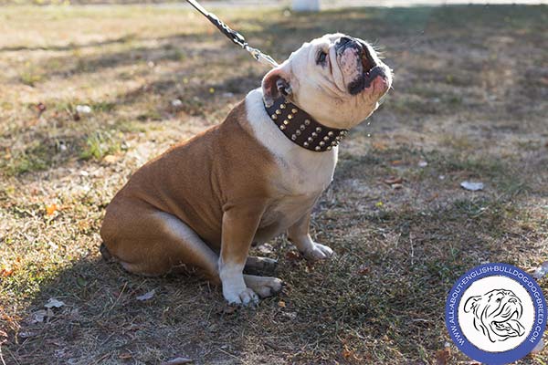 Fancy English Bulldog Collar with Nickel-plated Decorations