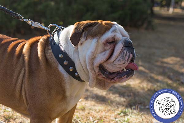 Stylish English Bulldog Collar with Shiny Pyramids