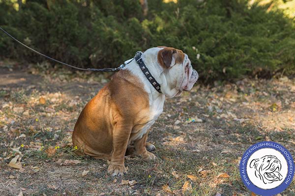 Leather English Bulldog Collar with Handset Nickel-plated Squares