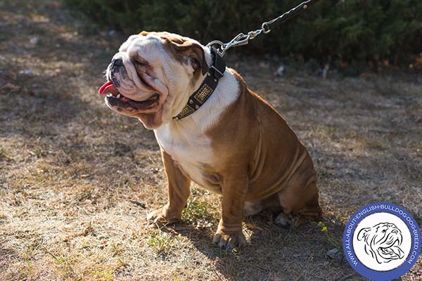 Old Style  Leather English Bulldog Collar