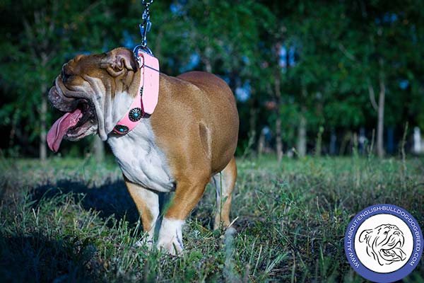 Pink Leather English Bulldog Collar Adjustable in Size