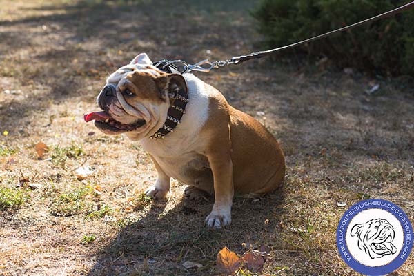 Stunning English Bulldog Collar with Smoothed Spikes
