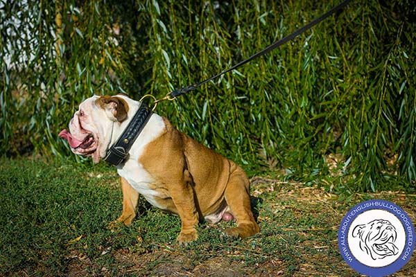 Braided Leather English Bulldog Collar with Brass D-ring