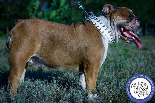 Trendy Design English Bulldog Collar with Rust-free Fittings