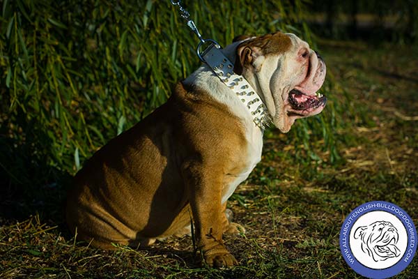 White English Bulldog Collar with Silver-like Spikes