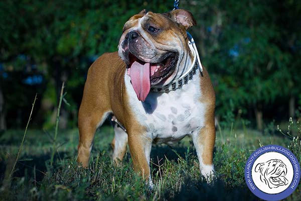 Superior Design English Bulldog Collar of White Leather