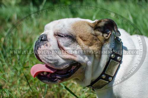 Leather English Bulldog Collar with Nickel Plated Decoration 