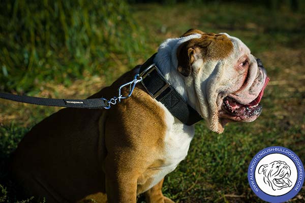 Wide Nylon English Bulldog Collar