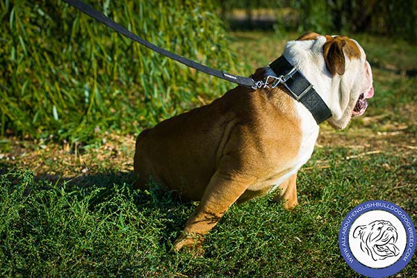 Ane Weather Nylon Collar for English Bulldog