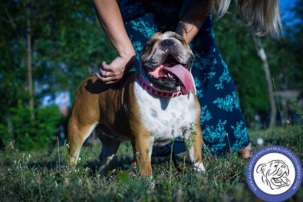 Pink English Bulldog Collar with Stylish Decor