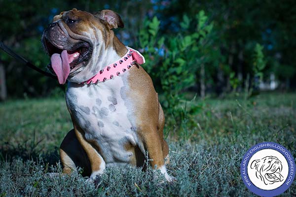 Pink Leather English Bulldog Collar with Spikes
