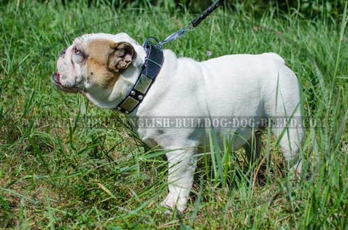 Decorated Leather English Bulldog Collar 