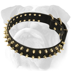 Leather English Bulldog Collar with Rivets