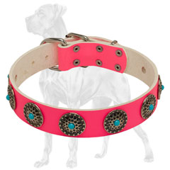 Riveted Pink Leather English Bulldog Collar