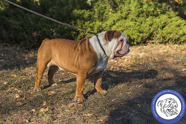 Stitched Leather English Bulldog Choke Collar