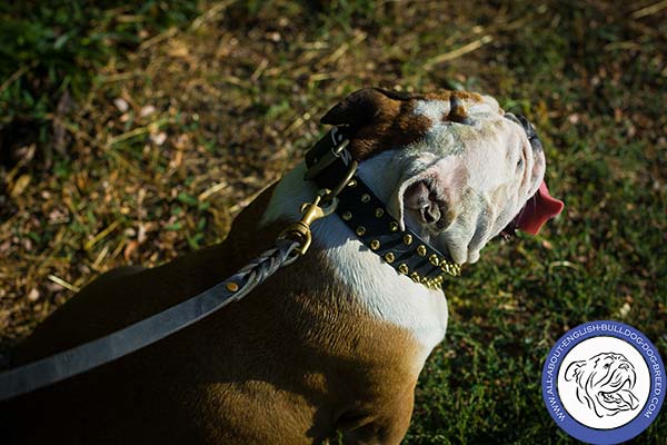 Spiked Leather English Bulldog Collar with Strong Hardware