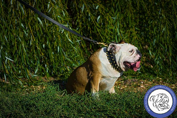 Top-class Leather English Bulldog Collar with Shiny Spikes