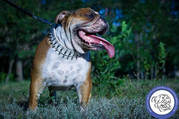 White English Bulldog Collar with 2 Rows of Shiny Spikes