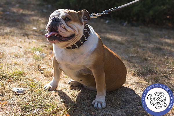 Spiked Wide English Bulldog Collar for Daily Walking
