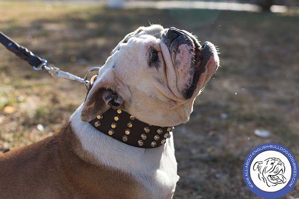 Super Wide Leather English Bulldog Collar for Extreme Comfort