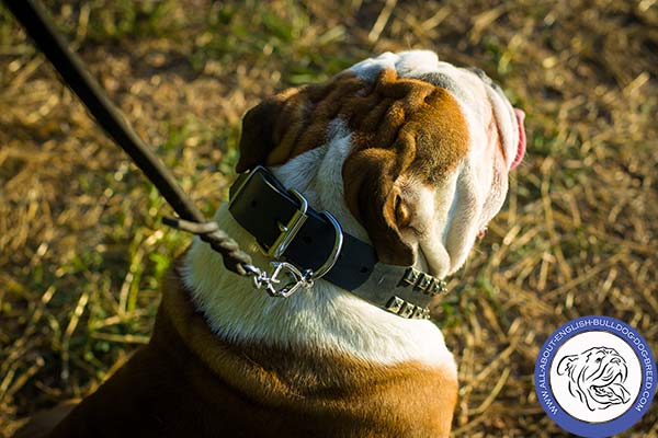 Studded Leather Dog Collar with Non-corrosive Hardware