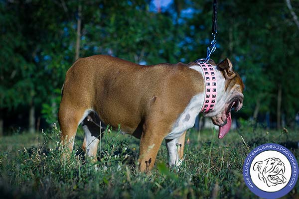 Studded Leather English Bulldog Collar in Pink