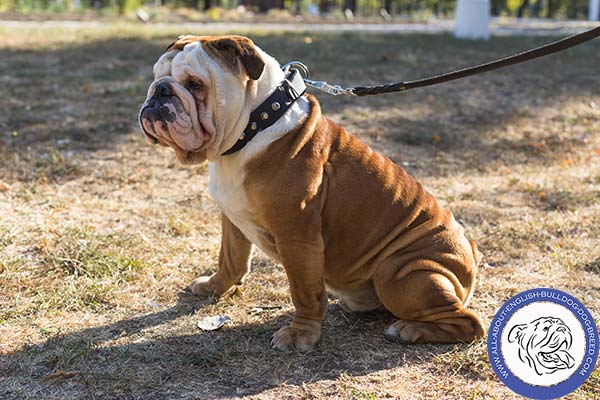 Studded Leather English Bulldog Collar with Cones