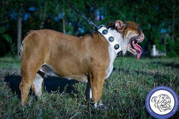 English Bulldog Collar for Stylish Walking