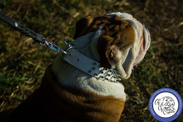 Comfy to Wear English Bulldog Collar of White Leather