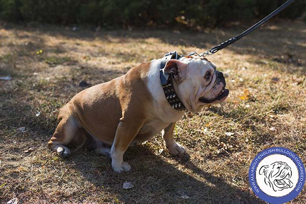 Excellent  Leather English Bulldog Collar with Spikes and Cones