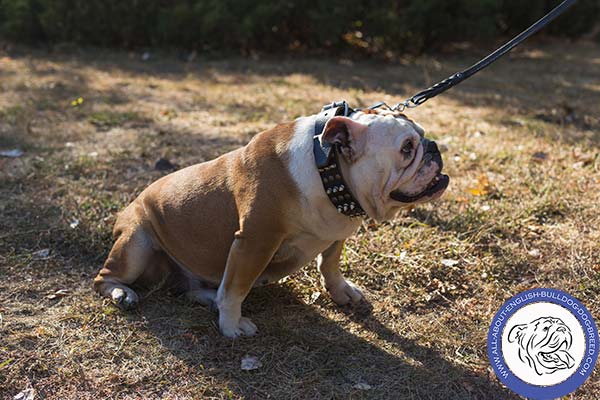 Handmade English Bulldog Collar with Trendy Decor