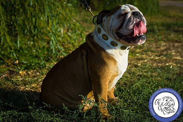 White Leather English Bulldog Collar with Dainty Design