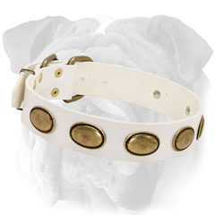 Plated White Leather English Bulldog Collar