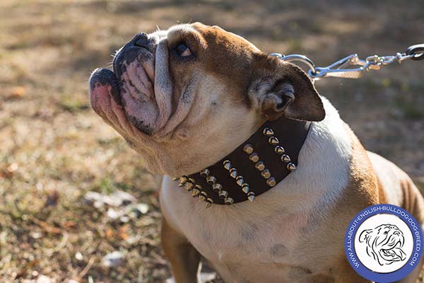 Spiked and Studded English Bulldog Collar