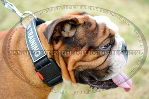 Nylon Collar With Identification Patch For English  Bulldog