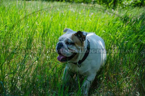 Comfortable Leather Collar for English Bulldog