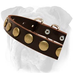 English Bulldog Collar With Round Brass Studs