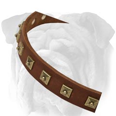 Beautiful Collar - English Bulldog