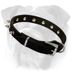 English Bulldog Spiked Collar