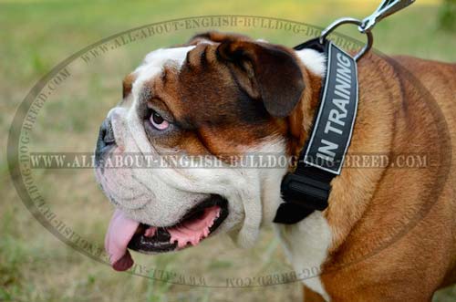 English Bulldog Collar With ID Patch