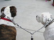 Walking Chrome Plated English Bulldog Coupler