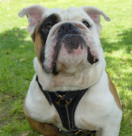 Leather Tracking/Walking Harness for English Bulldog
