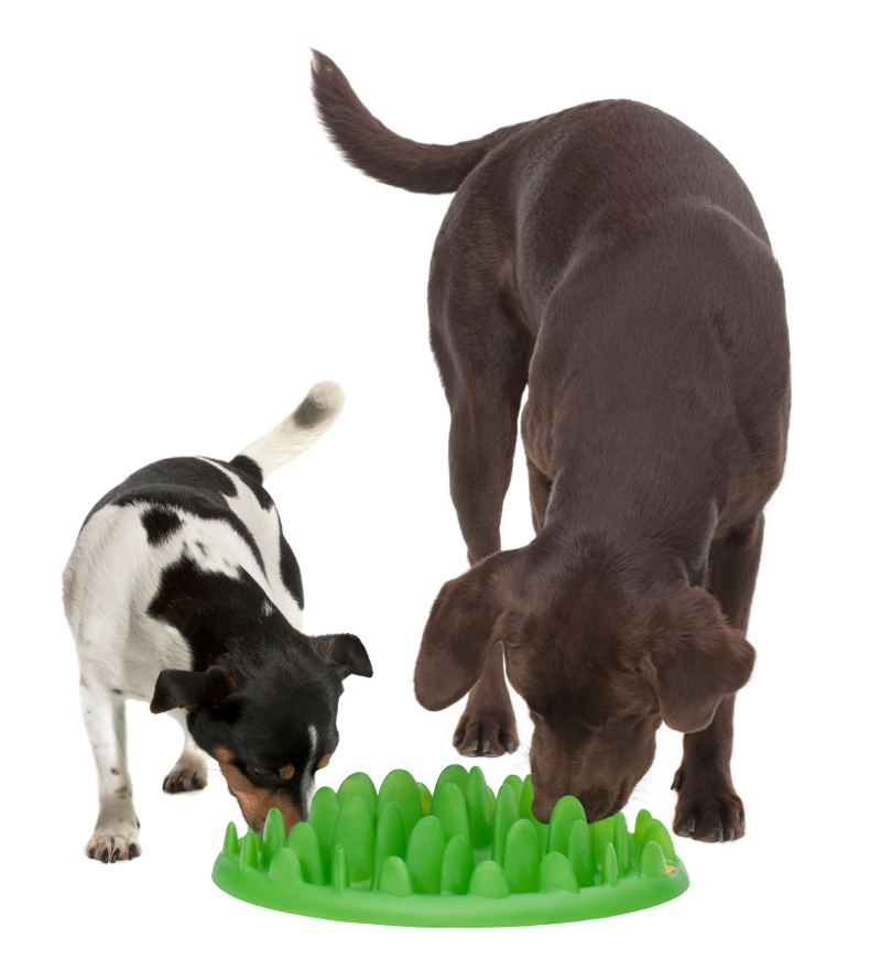 Safe Green Pet Feeder For English Bulldog Ka16 1093 Interactive